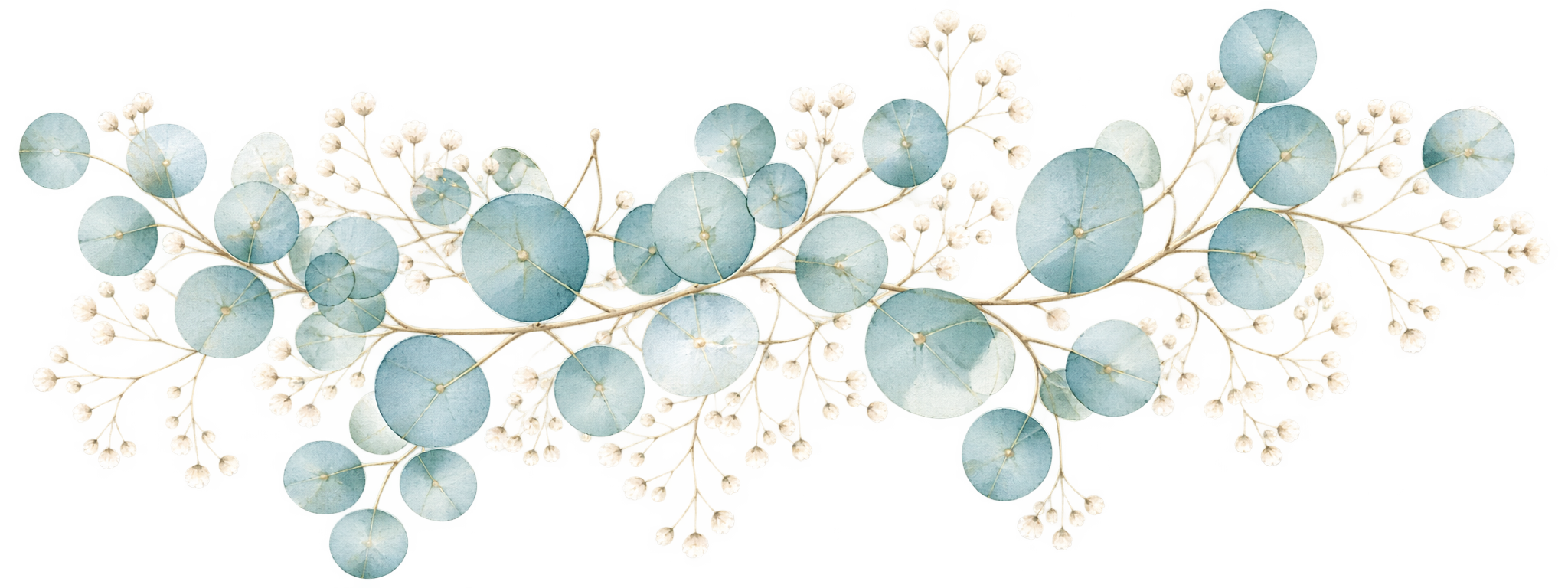 ユーカリとカスミソウの植物イラスト